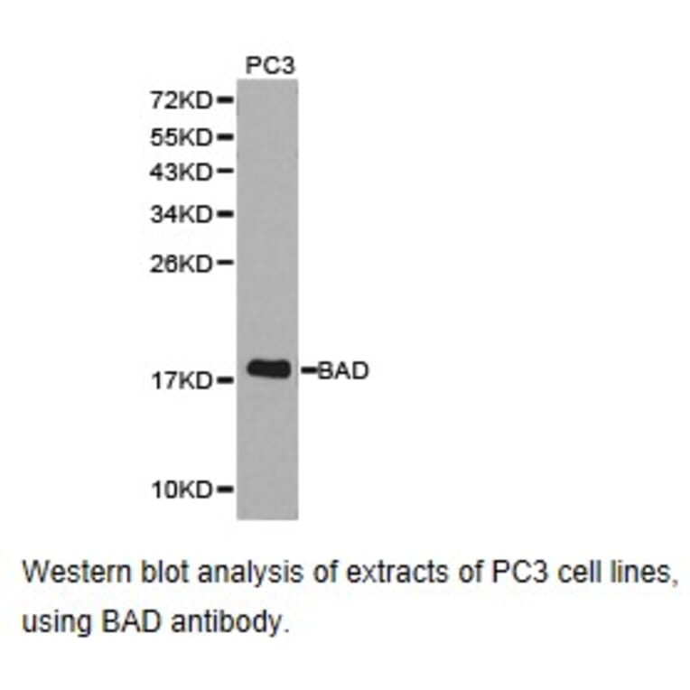 Anti-BAD Antibody from Bioworld Technology (BS6845) - Antibodies.com