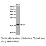Anti-BAD Antibody from Bioworld Technology (BS6845) - Antibodies.com