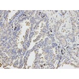 Anti-DPYD Antibody from Bioworld Technology (BS6847) - Antibodies.com