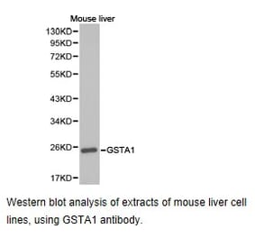 Anti-GSTA1 Antibody from Bioworld Technology (BS6848) - Antibodies.com