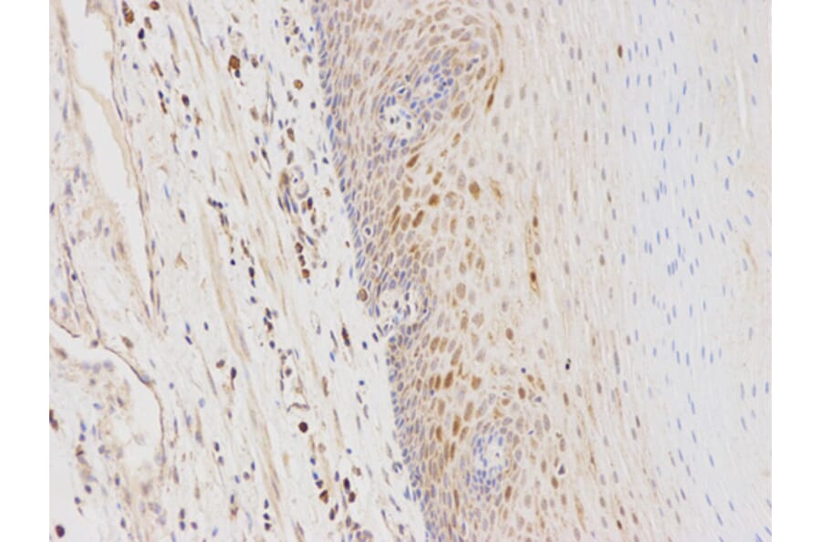 Anti-GSTA1 Antibody from Bioworld Technology (BS6848) - Antibodies.com