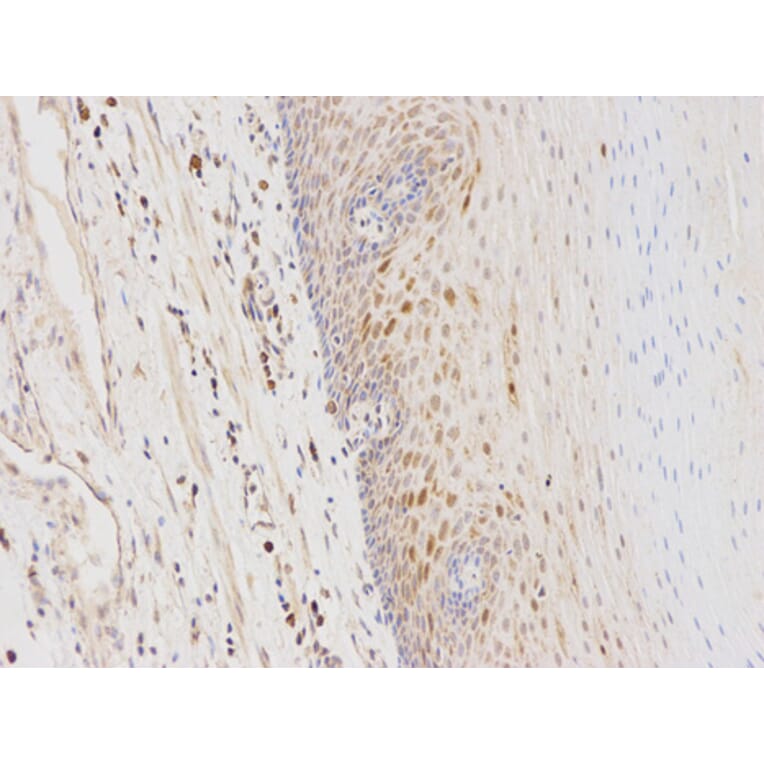 Anti-GSTA1 Antibody from Bioworld Technology (BS6848) - Antibodies.com