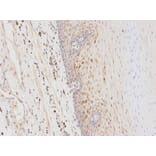 Anti-GSTA1 Antibody from Bioworld Technology (BS6848) - Antibodies.com