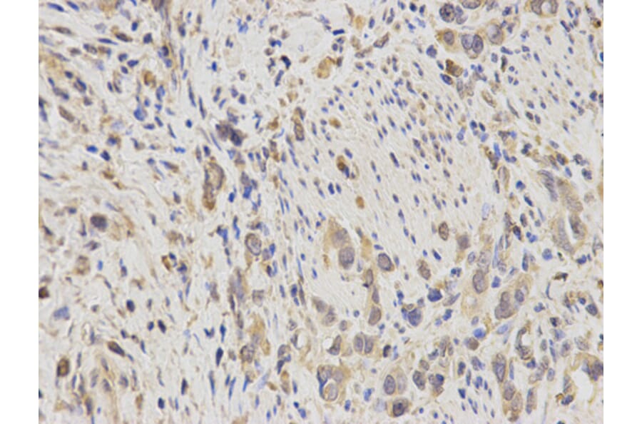 Anti-IDE Antibody from Bioworld Technology (BS6849) - Antibodies.com
