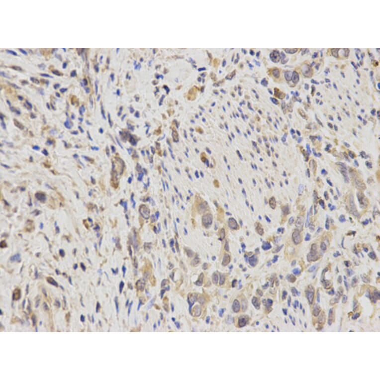 Anti-IDE Antibody from Bioworld Technology (BS6849) - Antibodies.com