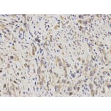 Anti-IDE Antibody from Bioworld Technology (BS6849) - Antibodies.com