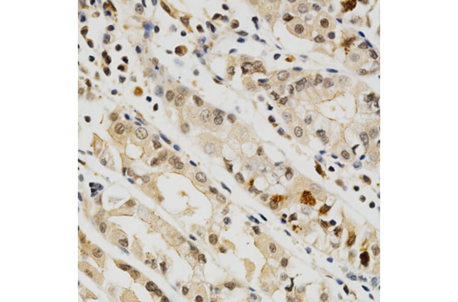 Anti-CD274 Antibody from Bioworld Technology (BS6850) - Antibodies.com