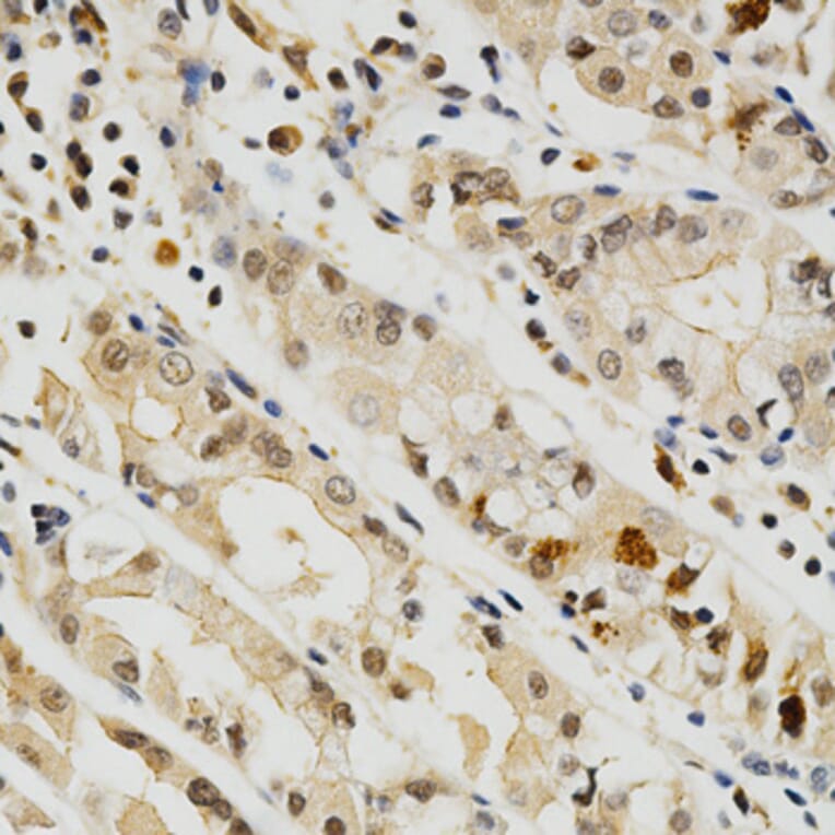 Anti-CD274 Antibody from Bioworld Technology (BS6850) - Antibodies.com