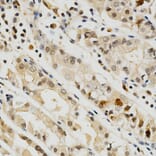 Anti-CD274 Antibody from Bioworld Technology (BS6850) - Antibodies.com