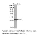 Anti-SFRS1 Antibody from Bioworld Technology (BS6851) - Antibodies.com