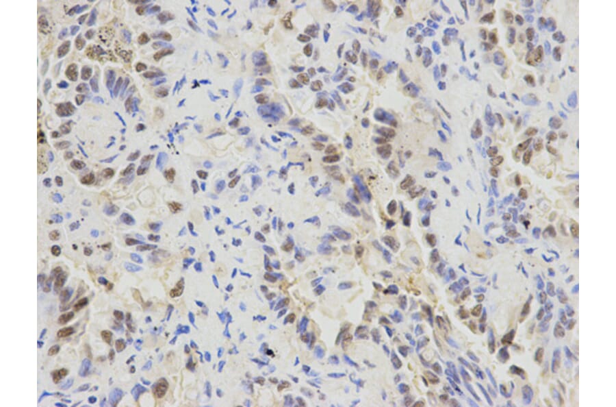 Anti-SFRS1 Antibody from Bioworld Technology (BS6851) - Antibodies.com