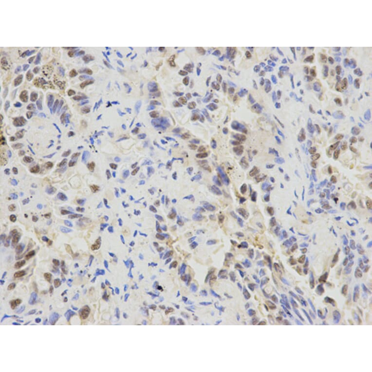 Anti-SFRS1 Antibody from Bioworld Technology (BS6851) - Antibodies.com