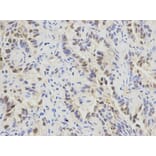 Anti-SFRS1 Antibody from Bioworld Technology (BS6851) - Antibodies.com
