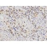 Anti-DNA pol β Antibody from Bioworld Technology (BS6855) - Antibodies.com