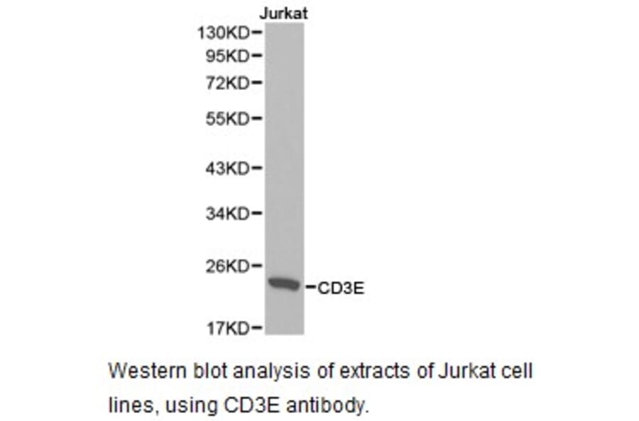 Anti-CD3-ε Antibody from Bioworld Technology (BS6859) - Antibodies.com