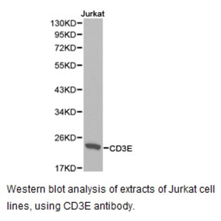 Anti-CD3-ε Antibody from Bioworld Technology (BS6859) - Antibodies.com