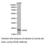 Anti-CD3-ε Antibody from Bioworld Technology (BS6859) - Antibodies.com