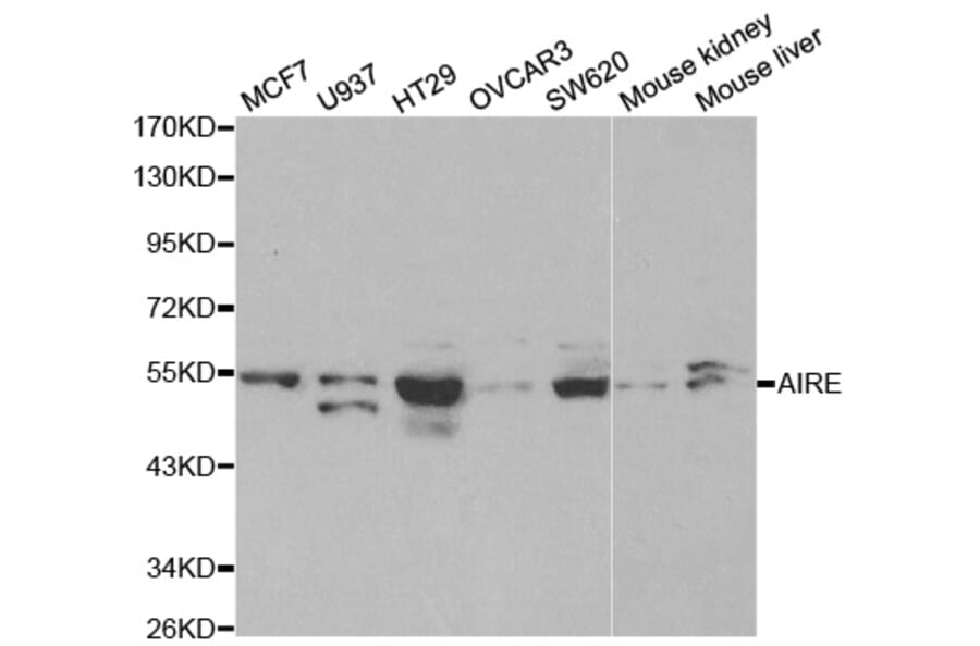 Anti-AIRE Antibody from Bioworld Technology (BS6860) - Antibodies.com