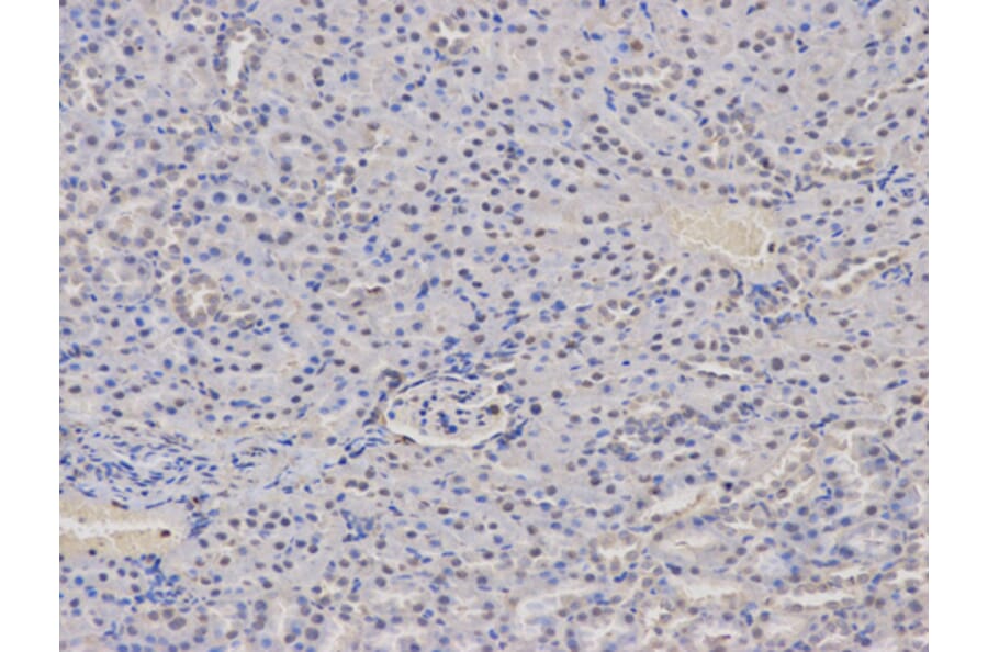 Anti-AIRE Antibody from Bioworld Technology (BS6860) - Antibodies.com