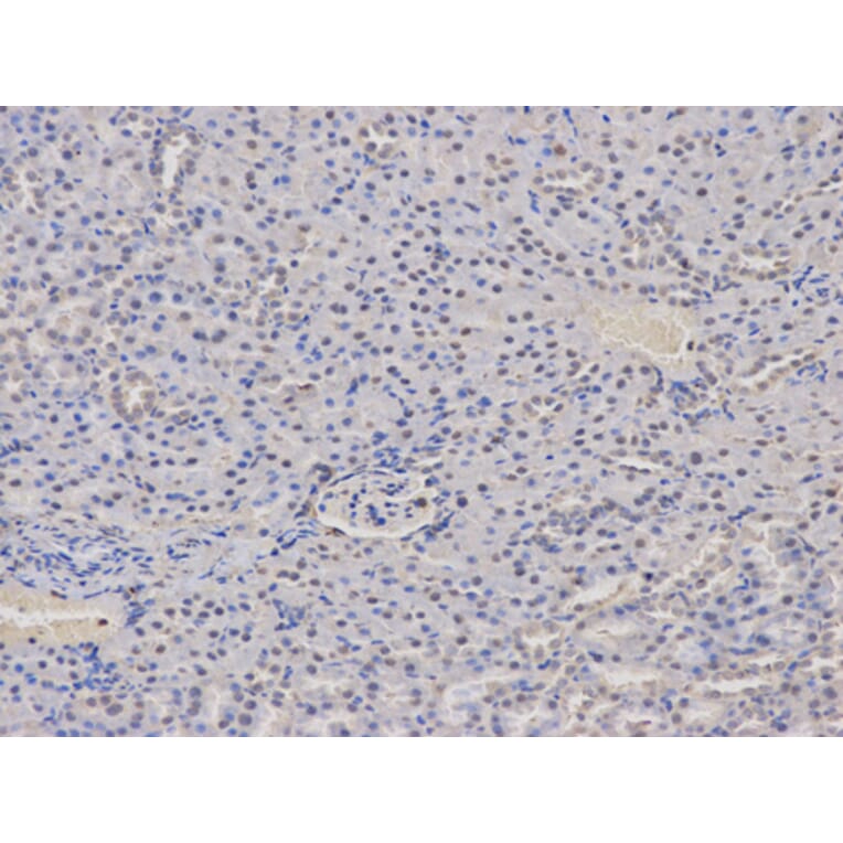 Anti-AIRE Antibody from Bioworld Technology (BS6860) - Antibodies.com