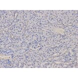 Anti-AIRE Antibody from Bioworld Technology (BS6860) - Antibodies.com