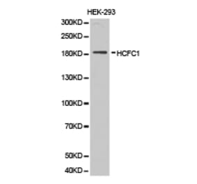 Anti-HCFC1 Antibody from Bioworld Technology (BS6864) - Antibodies.com