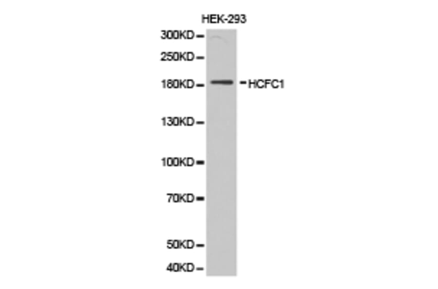 Anti-HCFC1 Antibody from Bioworld Technology (BS6864) - Antibodies.com