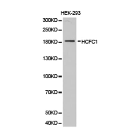 Anti-HCFC1 Antibody from Bioworld Technology (BS6864) - Antibodies.com