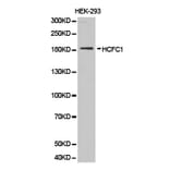 Anti-HCFC1 Antibody from Bioworld Technology (BS6864) - Antibodies.com