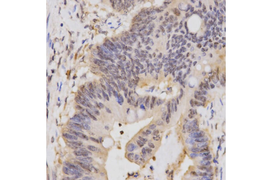 Anti-HCFC1 Antibody from Bioworld Technology (BS6864) - Antibodies.com