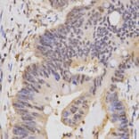 Anti-HCFC1 Antibody from Bioworld Technology (BS6864) - Antibodies.com
