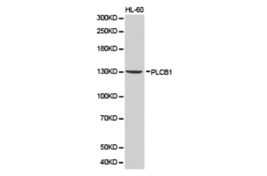 Anti-PLCB1 Antibody from Bioworld Technology (BS6868) - Antibodies.com