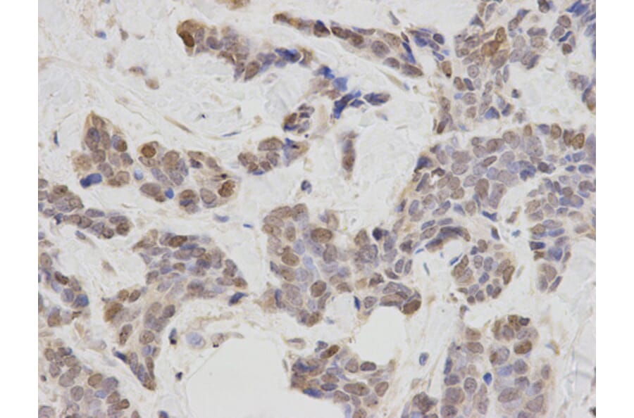 Anti-PLCB1 Antibody from Bioworld Technology (BS6868) - Antibodies.com
