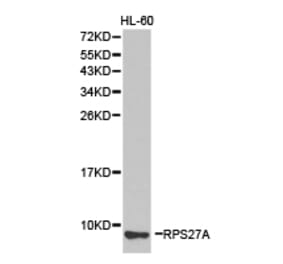 Anti-RPS27A Antibody from Bioworld Technology (BS6869) - Antibodies.com