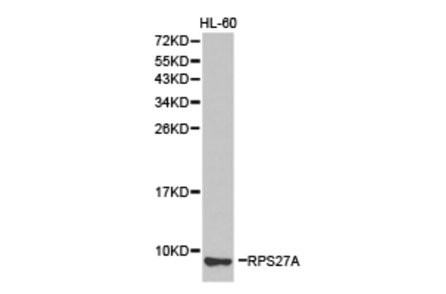 Anti-RPS27A Antibody from Bioworld Technology (BS6869) - Antibodies.com