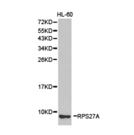 Anti-RPS27A Antibody from Bioworld Technology (BS6869) - Antibodies.com