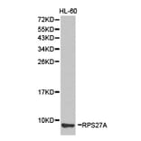 Anti-RPS27A Antibody from Bioworld Technology (BS6869) - Antibodies.com