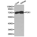 Anti-PCK1 Antibody from Bioworld Technology (BS6870) - Antibodies.com