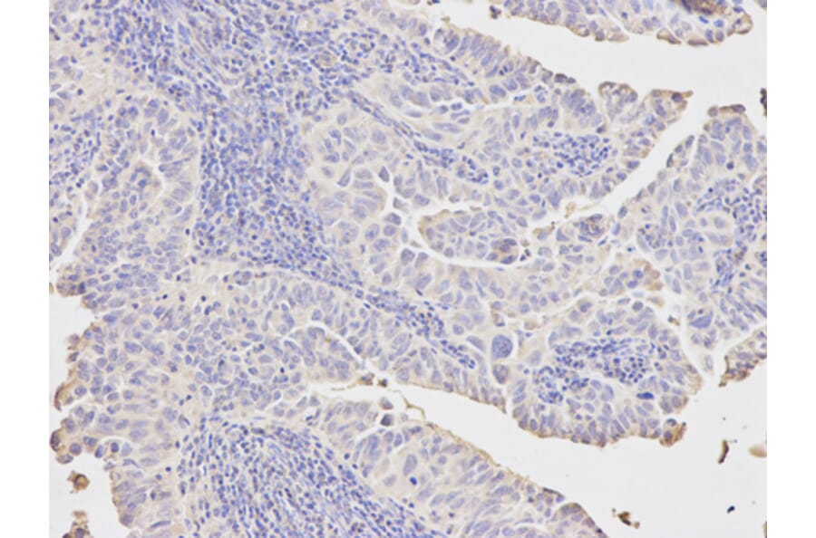 Anti-PCK1 Antibody from Bioworld Technology (BS6870) - Antibodies.com