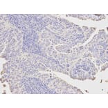 Anti-PCK1 Antibody from Bioworld Technology (BS6870) - Antibodies.com