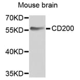 Anti-CD200 Antibody from Bioworld Technology (BS6871) - Antibodies.com