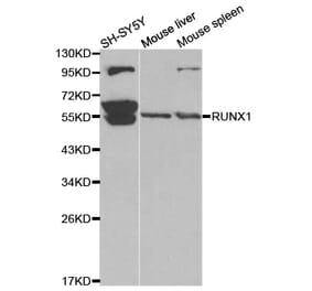 Anti-RUNX1 Antibody from Bioworld Technology (BS6873) - Antibodies.com