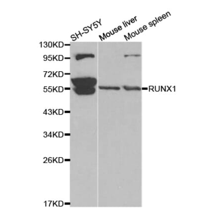 Anti-RUNX1 Antibody from Bioworld Technology (BS6873) - Antibodies.com
