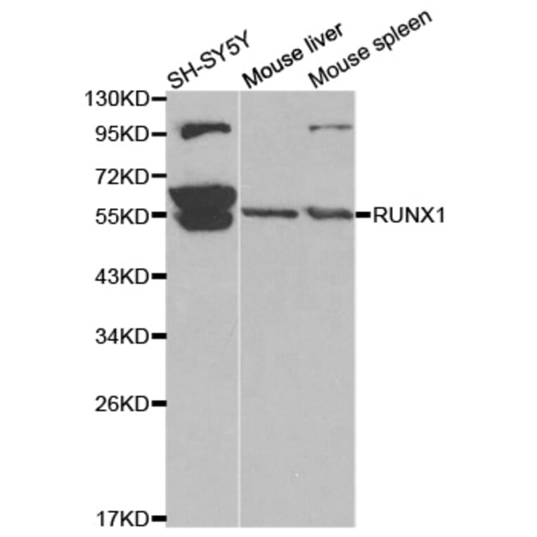 Anti-RUNX1 Antibody from Bioworld Technology (BS6873) - Antibodies.com