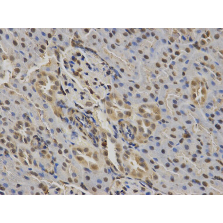 Anti-RUNX1 Antibody from Bioworld Technology (BS6873) - Antibodies.com