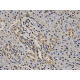 Anti-RUNX1 Antibody from Bioworld Technology (BS6873) - Antibodies.com