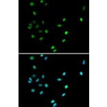 Anti-RUNX1 Antibody from Bioworld Technology (BS6873) - Antibodies.com