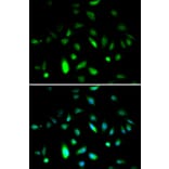 Anti-Cyclin B1 Antibody from Bioworld Technology (BS6874) - Antibodies.com