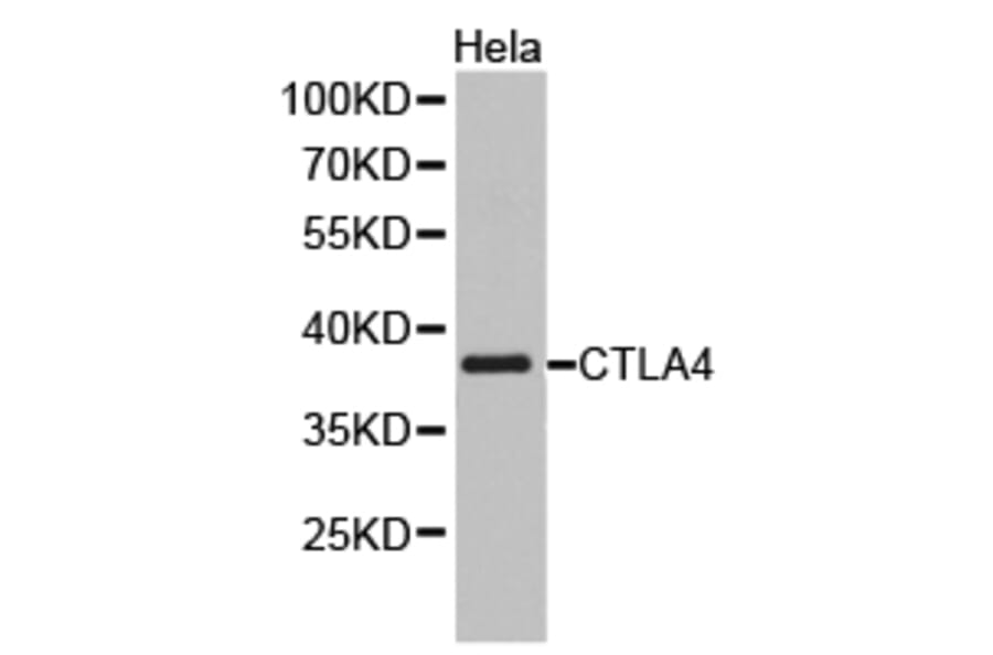 Anti-CTLA4 Antibody from Bioworld Technology (BS6878) - Antibodies.com