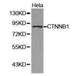 Anti-Catenin-β Antibody from Bioworld Technology (BS6879) - Antibodies.com